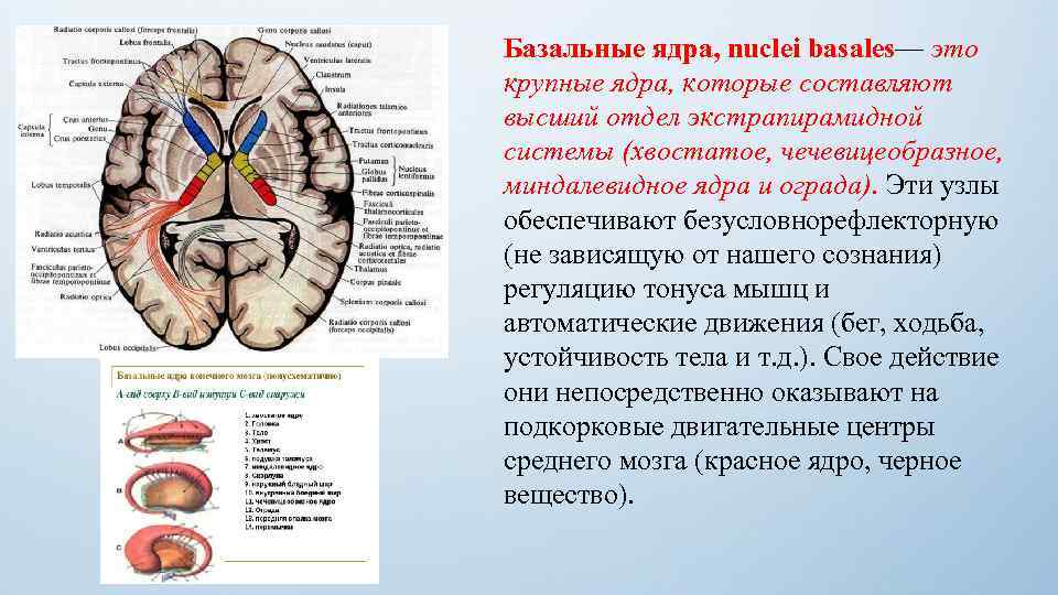 Экстрапирамидной моторной системы