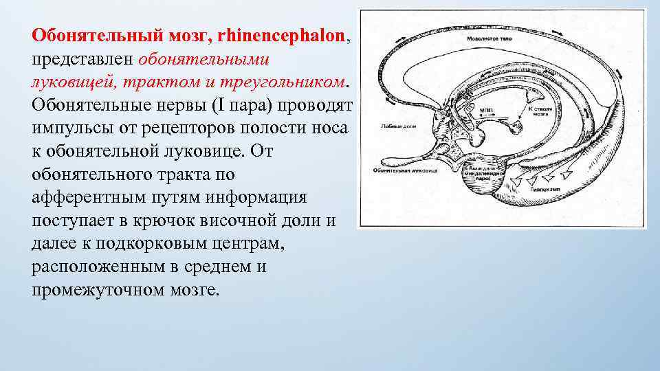 Тракты определение. Обонятельный мозг. Обонятельный треугольник мозга. Обонятельный тракт. Обонятельный мозг функции.