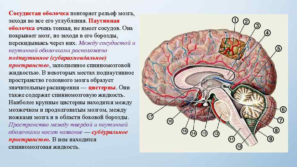 Подпишите основные доли и отделы головного мозга на представленной ниже схеме