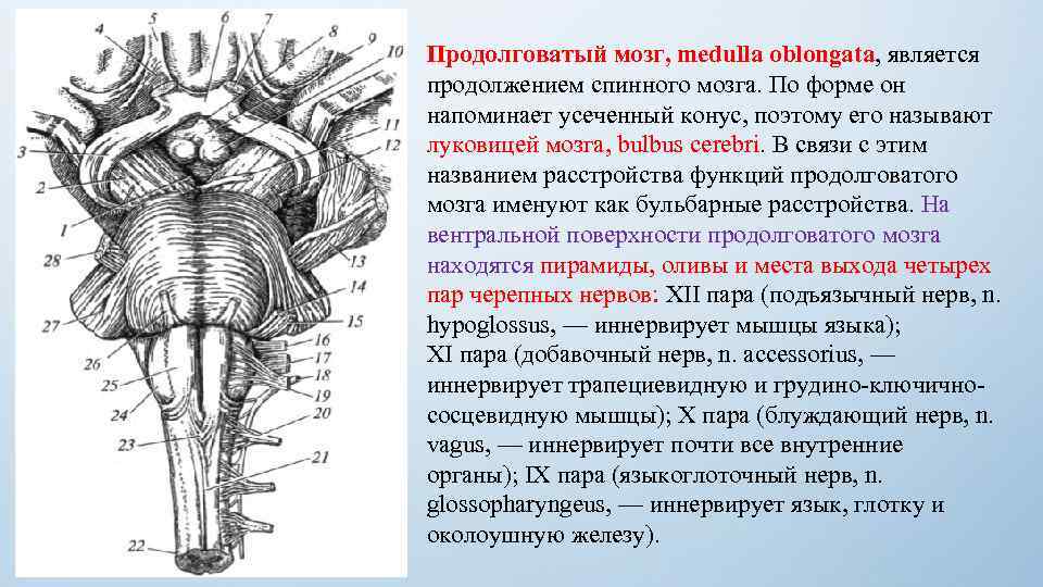 Продолговатый мозг, medulla oblongata, является продолжением спинного мозга. По форме он напоминает усеченный конус,