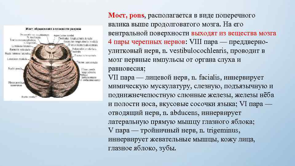 Мост мозга состоит из. Строение мозга варолиев мост. Головной мозг варолиев мост строение и функции. Варолиев мост строение и функции моста. Варолиев мост анатомия функции.