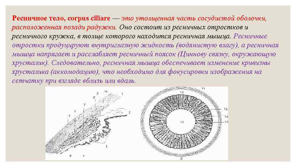 Ресничное тело. Pесничное тело, Corpus ciliare. Ресничное цилиарное тело. Ресничный кружок анатомия. Отростки ресничного тела.