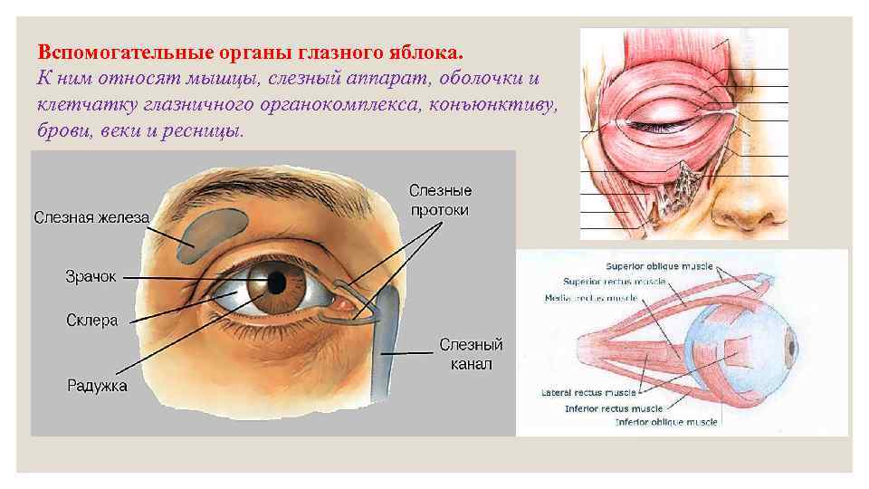 Общая схема строения сенсорных систем