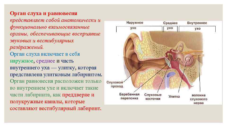 Орган слуха характеристики. Основные структуры органа слуха и равновесия. Орган слуха и равновесия общий план строения. Орган слуха строение и функции анатомия. Перечислите анатомические части органа слуха и равновесия..