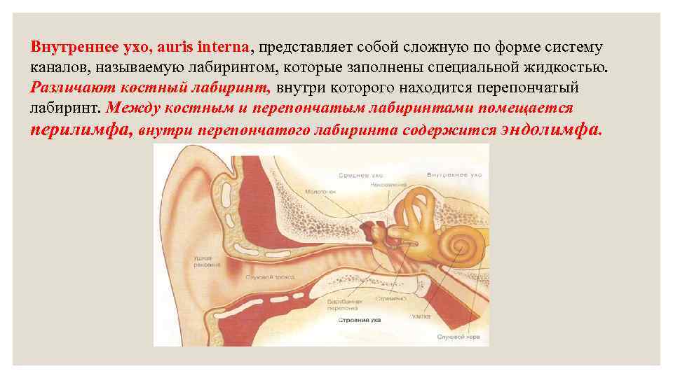 Внутреннее ухо выполняет. Внутреннее ухо представляет собой. Внутреннее ухо представлено. Внутреннее ухо представляет собой систему. Внутреннее ухо анатомия и физиология.