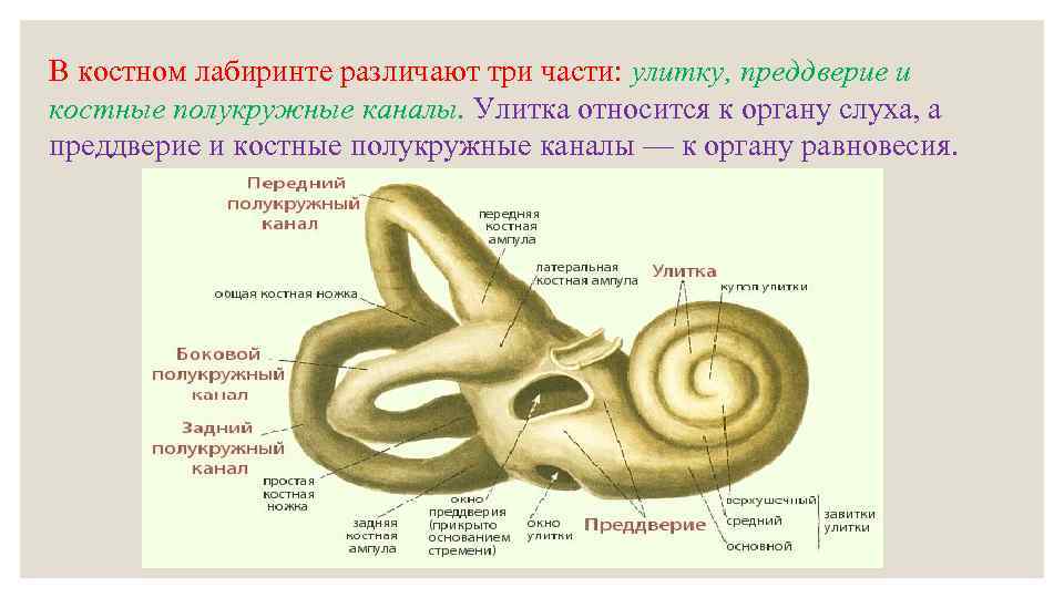 Соматосенсорная система презентация