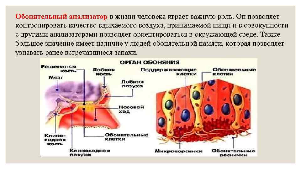 Презентация на тему обонятельный анализатор