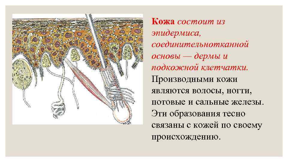 Кожа состоит из эпидермиса, соединительнотканной основы — дермы и подкожной клетчатки. Производными кожи являются