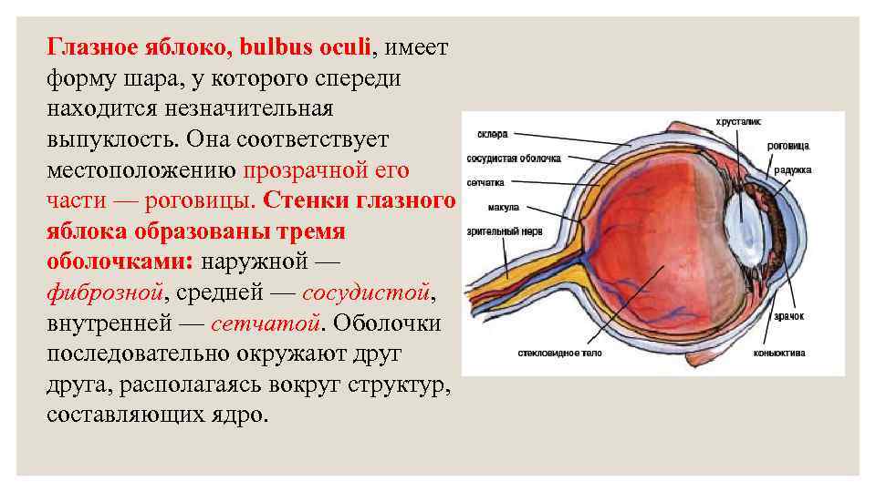 Анатомия глазного яблока презентация