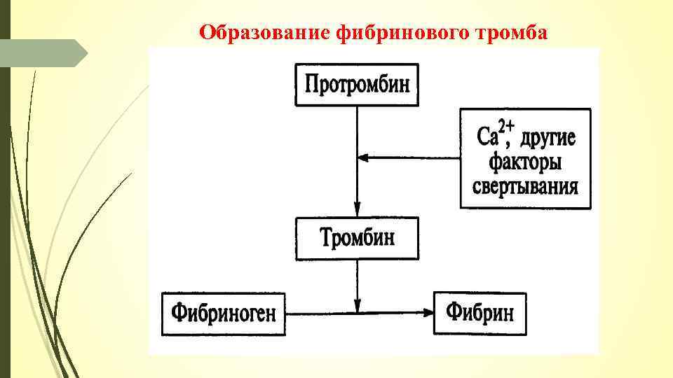 Образование фибринового тромба 