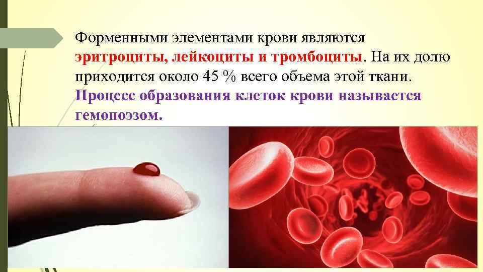 Элементы белой крови. Лейкоциты в крови анатомия. Эритроциты лейкоциты тромбоциты рисунок. Форменные элементы крови. Функции эритроцитов лейкоцитов тромбоцитов.