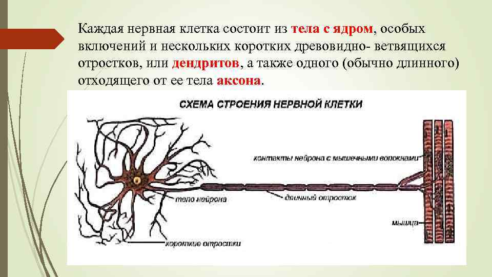 Короткий и сильно ветвится. Нервная ткань. Структура нервной ткани. Нервная клетка. Особенности клеток нервной ткани.