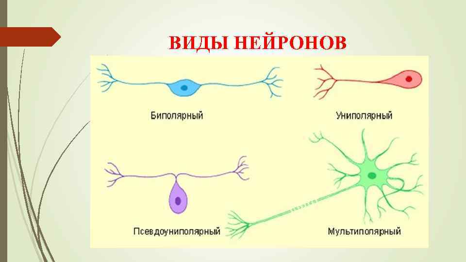 Примеры нервных клеток. Нервная ткань виды тканей. Схема строения нервной ткани. Нервная ткань Нейрон. Виды нервной ткани человека.