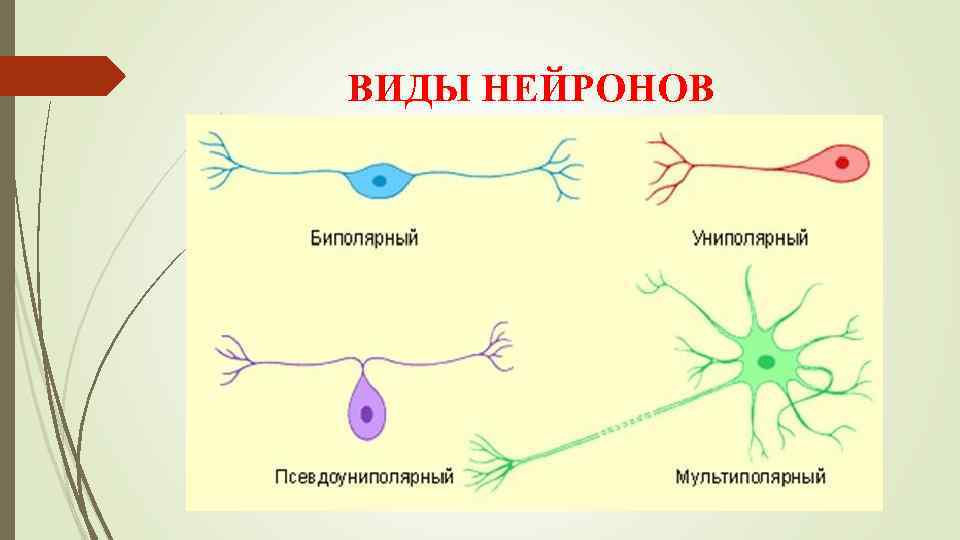 Виды нервной. Виды нервной ткани. Нервная ткань классификация разновидности ткани. Нервная ткань разновидности ткани таблица. Разновидности нервной ткани человека.