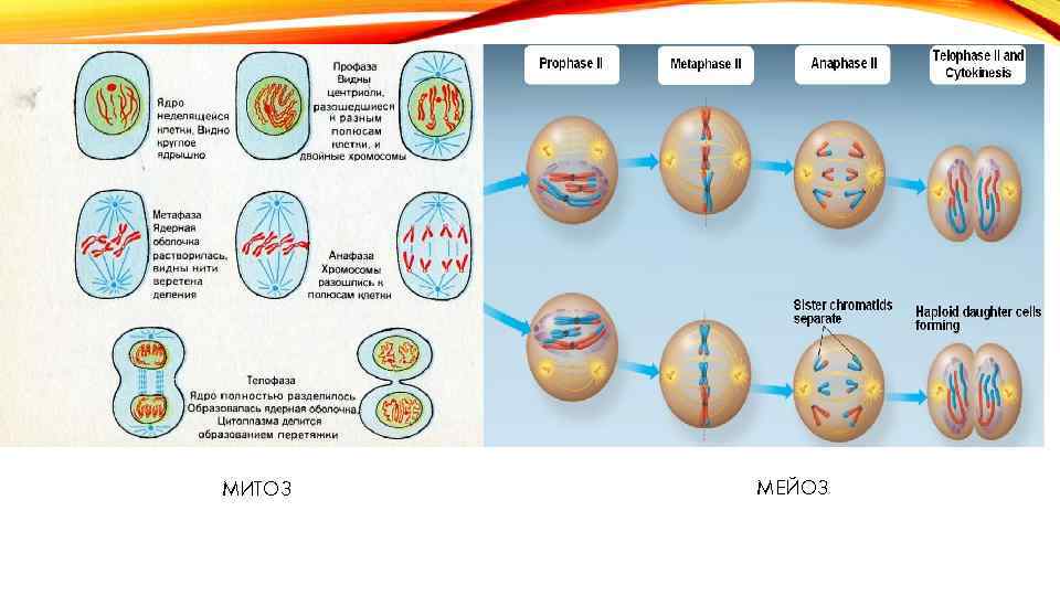 Деление клетки задачи. Типы деления клеток схема. Деление клетки мейоз таблица. Типы деления клеток митоз. Фазы митоза таблица с рисунками.