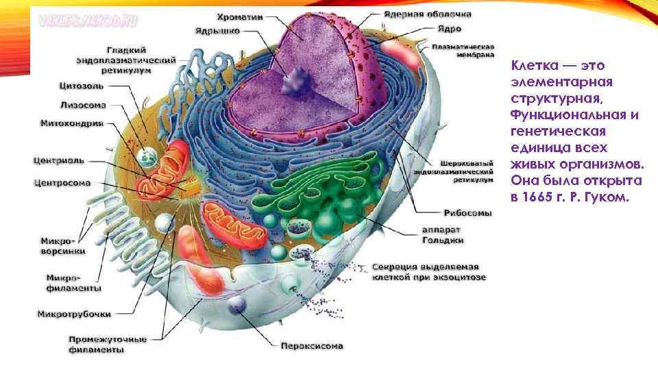 Клетка — это элементарная структурная, Функциональная и генетическая единица всех живых организмов. Она была