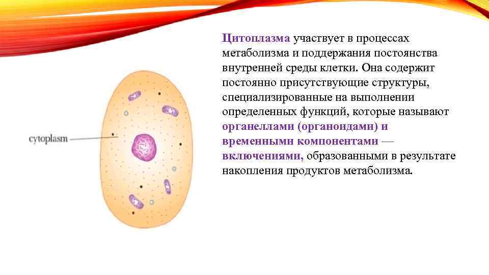 3 элемента цитоплазмы. Цитоплазма рисунок строение функции. Животное цитоплазма строение и функции. Строение структуры цитоплазмы.