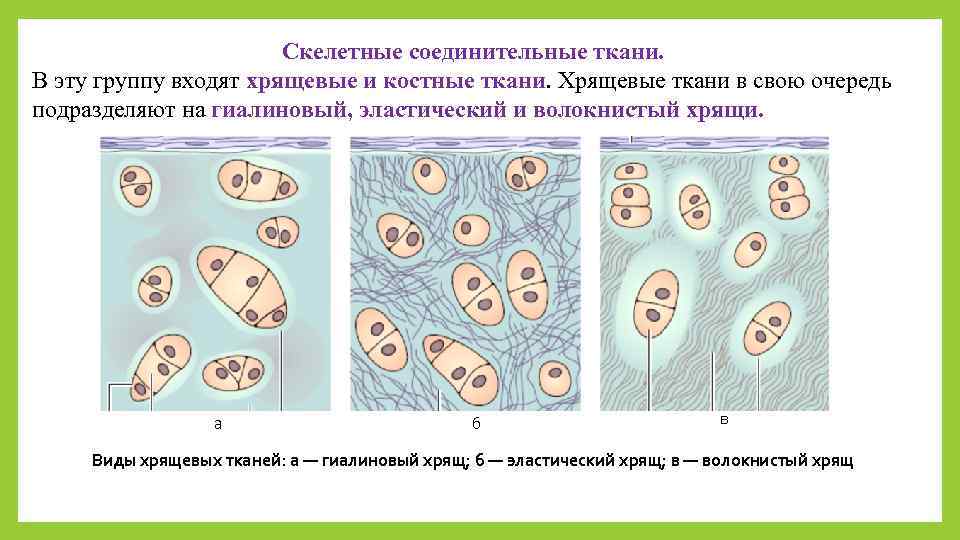 Соединительная костная ткань рисунок