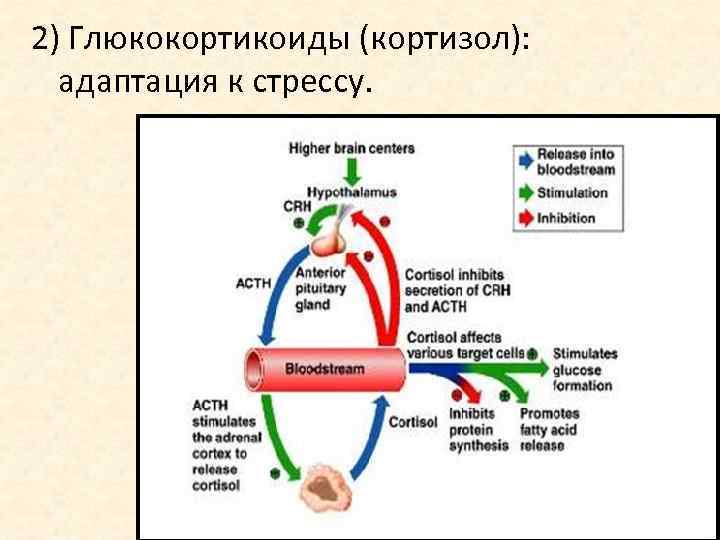2) Глюкокортикоиды (кортизол): адаптация к стрессу. 