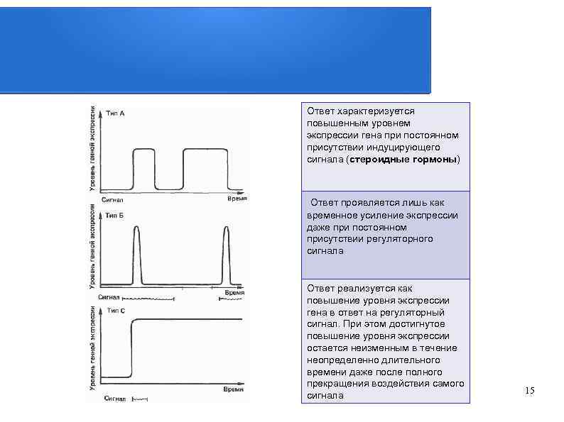 Ответ характеризуется повышенным уровнем экспрессии гена при постоянном присутствии индуцирующего сигнала (стероидные гормоны) Ответ