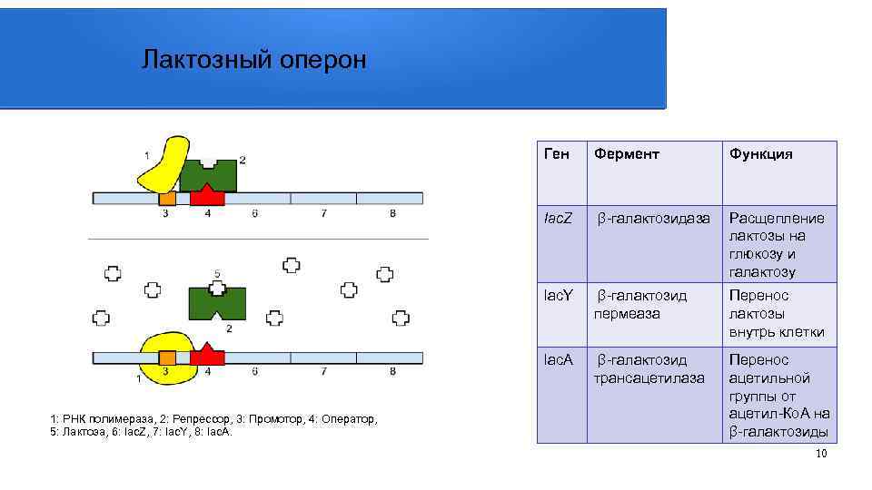 Лактозный оперон Ген Функция lac. Z β-галактозидаза Расщепление лактозы на глюкозу и галактозу lac.