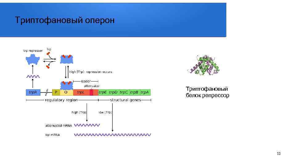 Триптофановый оперон Триптофановый белок репрессор 12 