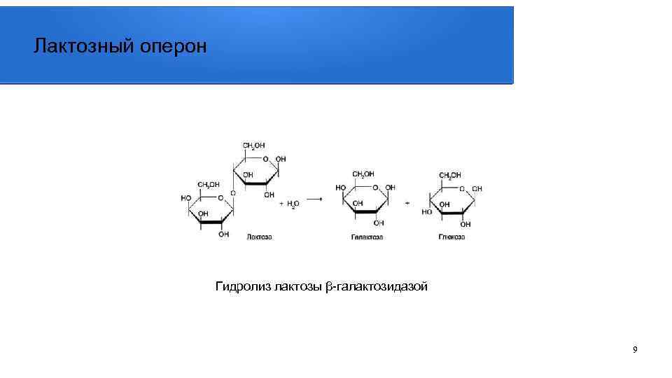 Лактозный оперон Гидролиз лактозы β-галактозидазой 9 