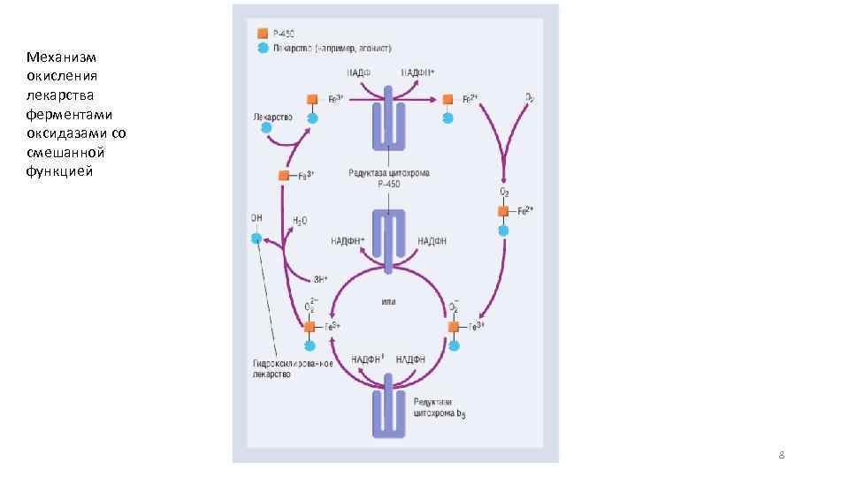Механизм окисления лекарства ферментами оксидазами со смешанной функцией 8 