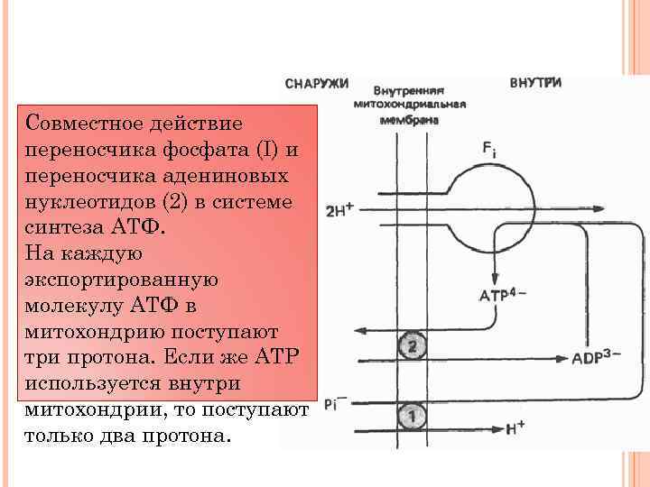 Совместное действие переносчика фосфата (I) и переносчика адениновых нуклеотидов (2) в системе синтеза АТФ.