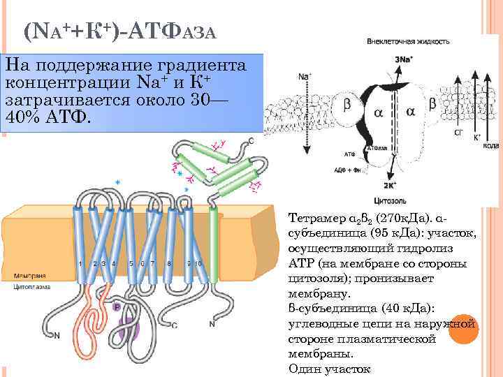 (NA++К+)-АТФАЗА На поддержание градиента концентрации Na+ и К+ затрачивается около 30— 40% АТФ. Тетрамер