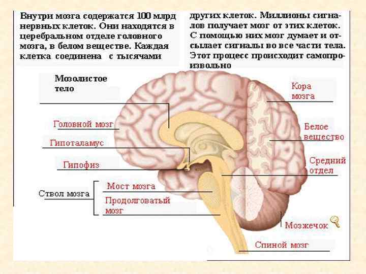 Мозг содержит. Внутренний мозг.