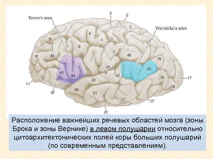 Расположение важнейших речевых областей мозга (зоны Брока и зоны Вернике) в левом полушарии относительно