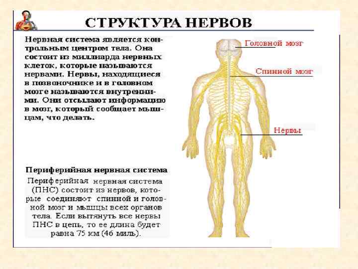 Возрастная анатомия реферат. Возрастная анатомия физиология и гигиена презентация. Презентация по возрастной анатомии физиологии и гигиене. Анатомия физиология гигиена. Название анатомия физиология гигиена.