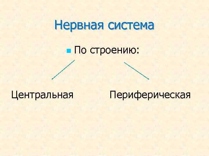 Нервная система n Центральная По строению: Периферическая 