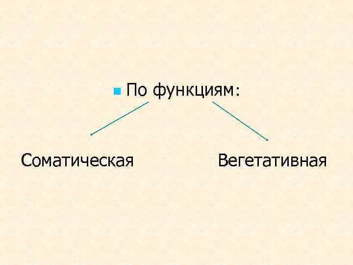 n По функциям: Соматическая Вегетативная 
