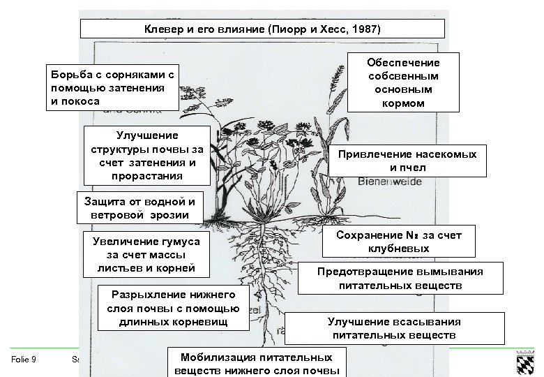 Клевер и его влияние (Пиорр и Хесс, 1987) Обеспечение собсвенным основным кормом Борьба с
