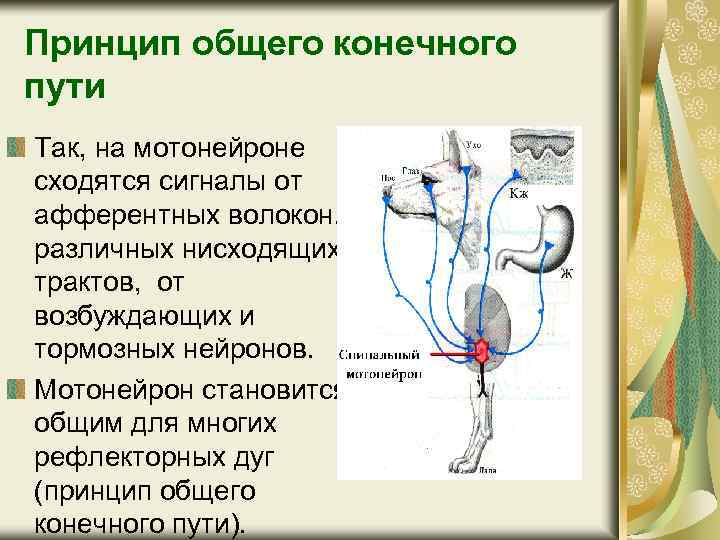 Принцип общего конечного пути Так, на мотонейроне сходятся сигналы от афферентных волокон, от различных