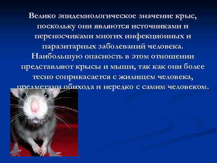 Что означает крыса по фене