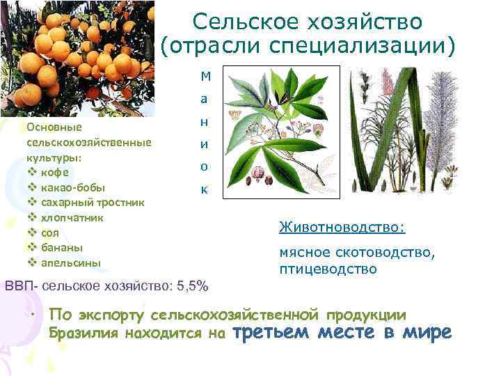 Сельское хозяйство (отрасли специализации) М а Основные сельскохозяйственные культуры: v кофе v какао-бобы v