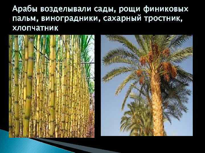 Арабы возделывали сады, рощи финиковых пальм, виноградники, сахарный тростник, хлопчатник 
