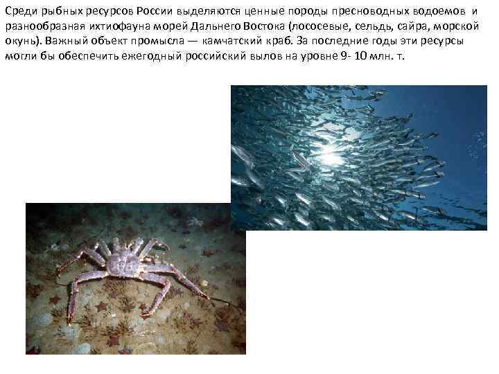 Среди рыбных ресурсов России выделяются ценные породы пресноводных водоемов и разнообразная ихтиофауна морей Дальнего