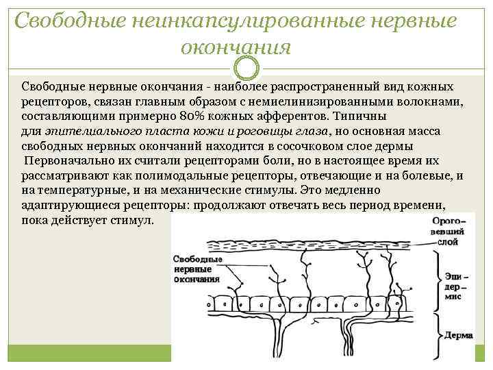 Свободные неинкапсулированные нервные окончания Свободные нервные окончания - наиболее распространенный вид кожных рецепторов, связан