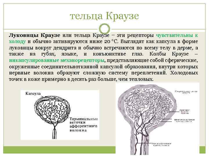 тельца Краузе Луковицы Краузе или тельца Краузе − эти рецепторы чувствительны к холоду и