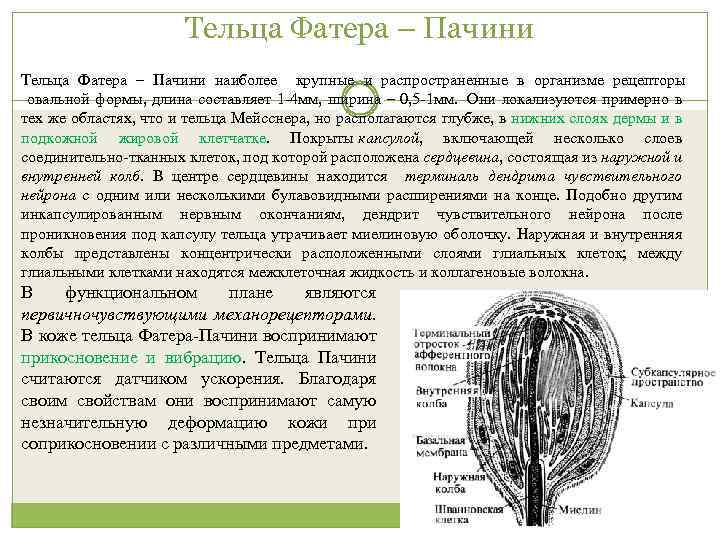 Тельца Фатера – Пачини наиболее крупные и распространенные в организме рецепторы овальной формы, длина