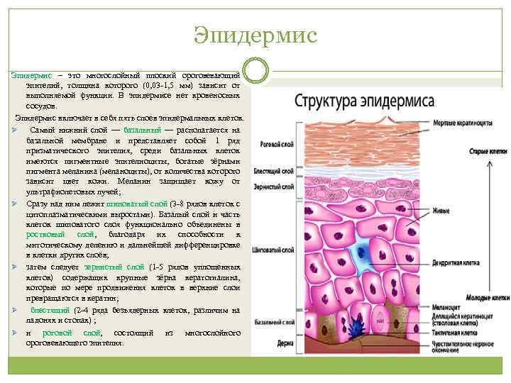 Эпидермис – это многослойный плоский ороговевающий эпителий, толщина которого (0, 03 -1, 5 мм)