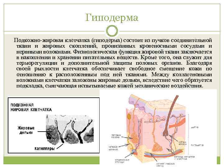 Гиподерма Подкожно-жировая клетчатка (гиподерма) состоит из пучков соединительной ткани и жировых скоплений, пронизанных кровеносными