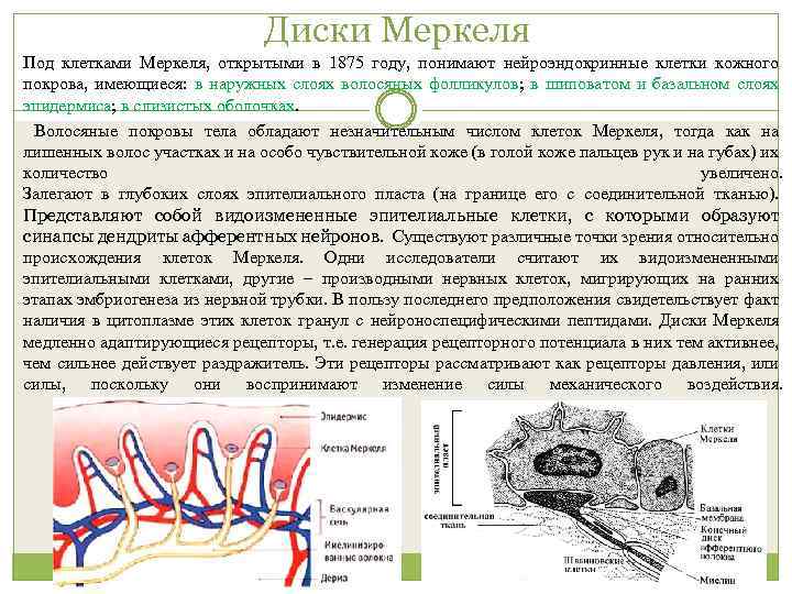 Диски Меркеля Под клетками Меркеля, открытыми в 1875 году, понимают нейроэндокринные клетки кожного покрова,