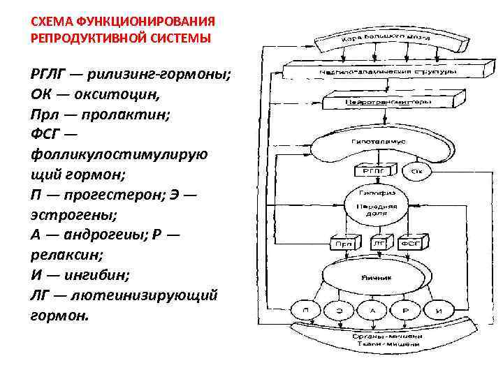 СХЕМА ФУНКЦИОНИРОВАНИЯ РЕПРОДУКТИВНОЙ СИСТЕМЫ РГЛГ — рилизинг-гормоны; ОК — окситоцин, Прл — пролактин; ФСГ