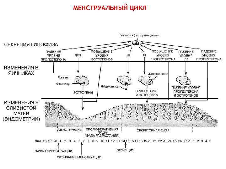 МЕНСТРУАЛЬНЫЙ ЦИКЛ 