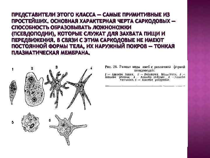 На рисунке изображен процесс в ходе которого псевдоподии клетки